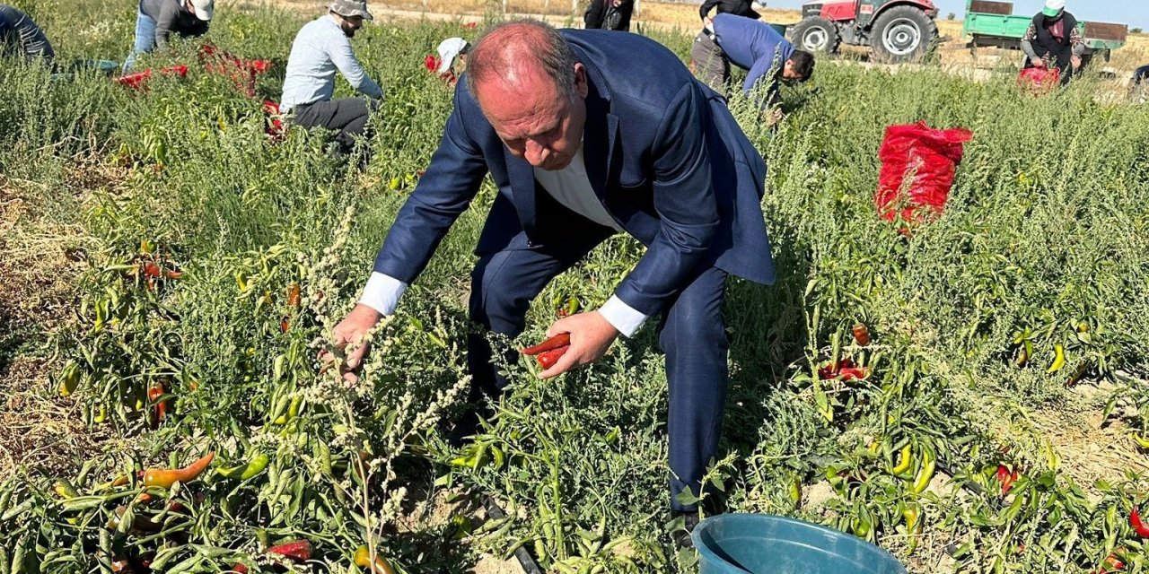 Ereğli Belediyesi salçalık biber dağıttı