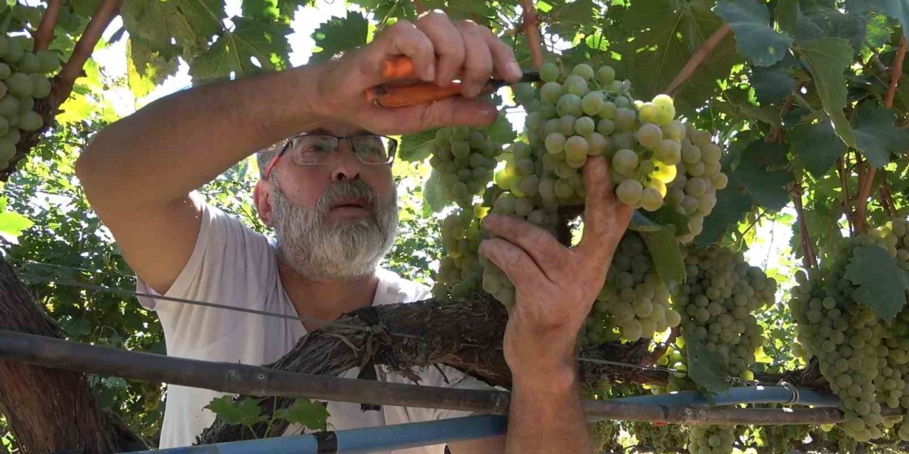 "Delice beyazı" üzümün hasadı başladı: 3 dönüm bağdan 8 ton çıktı, 240 bin liraya sattı