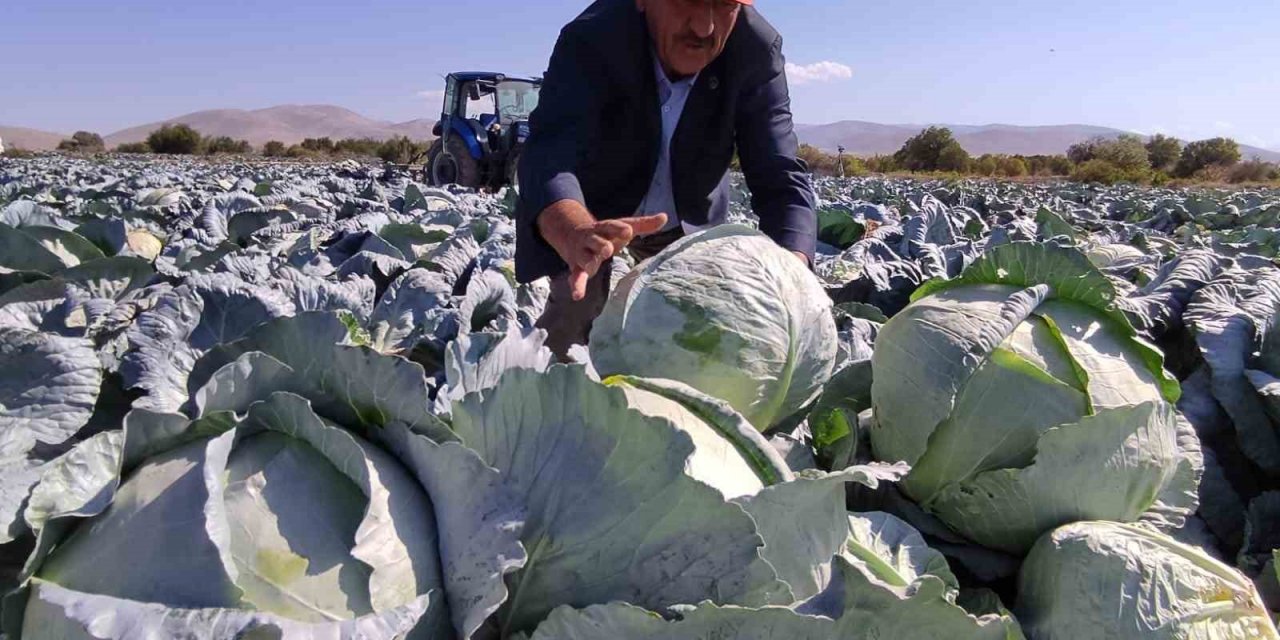 Niğde’de lahana hasadı yüz güldürüyor