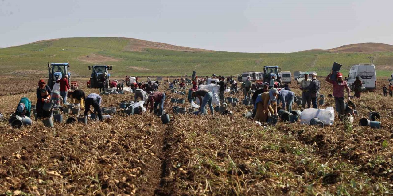 Sivas’ta patates hasadı başladı