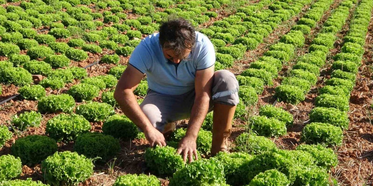 Çiftçiye dağıtılan marul fidesinde yüksek verim elde edildi