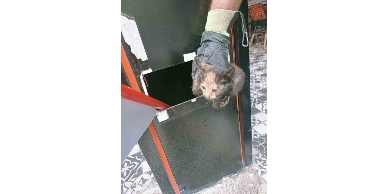 İş yerinde kolonun içerisinde mahsur kalan kediler kurtarıldı