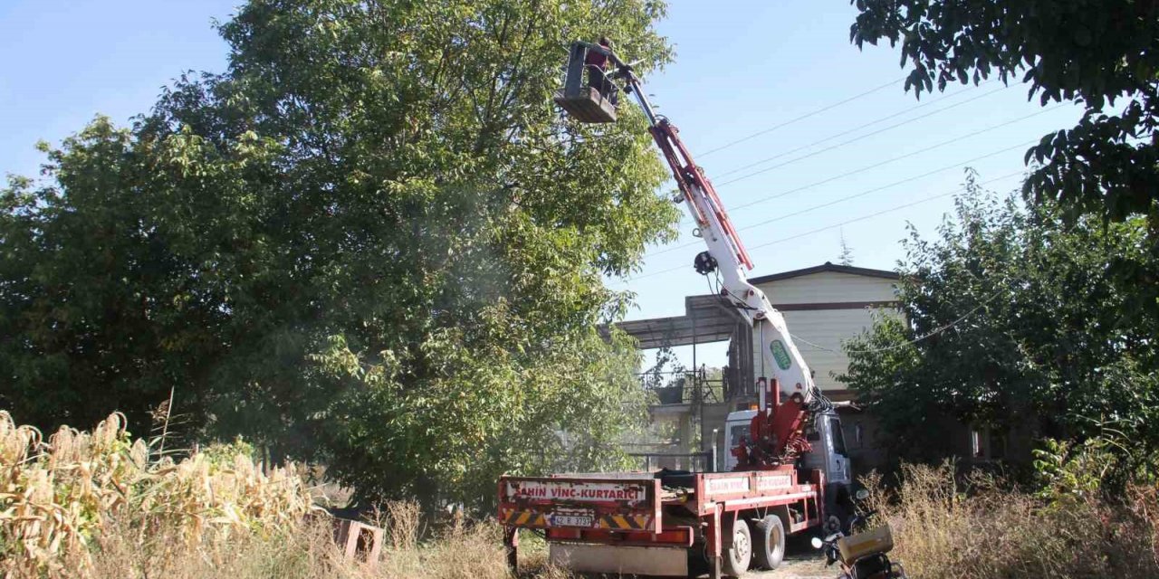 Can güvenlikleri için ağaçlardaki cevizleri vinçle topluyorlar