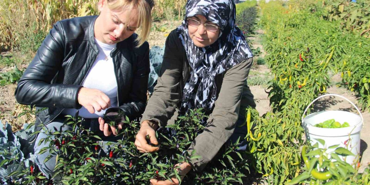 Kadınlar topraktan sofraya üretim yapıyor