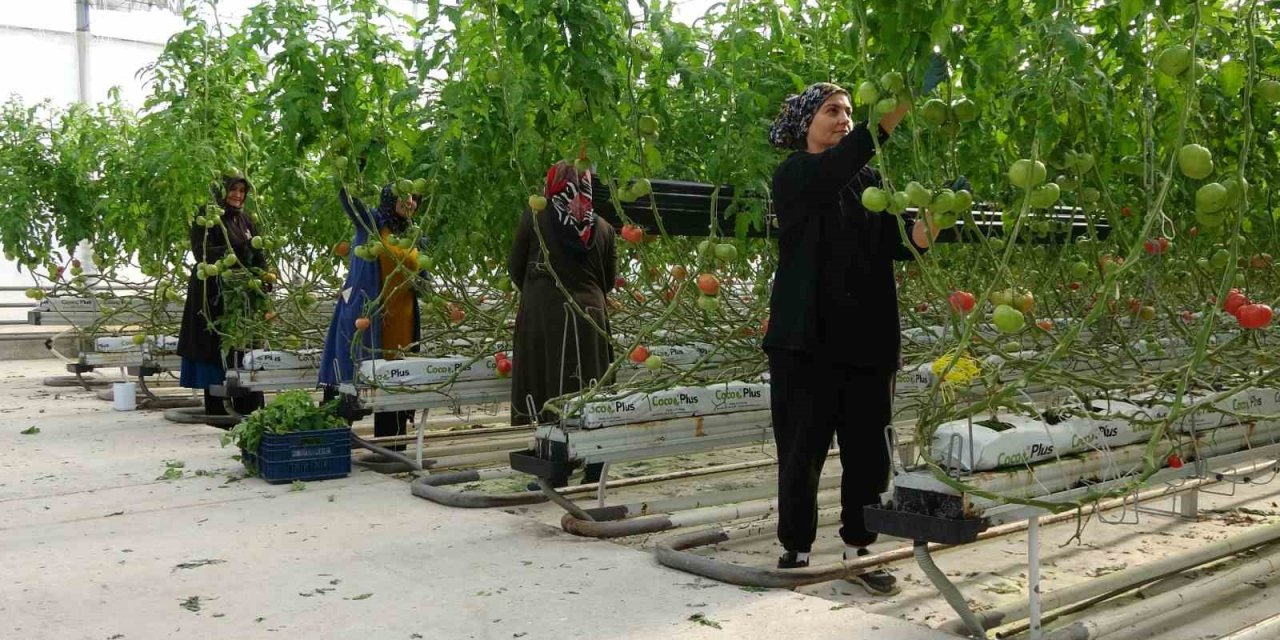 Jeotermal enerjiyle ısıtılan serada 4 mevsim domates üretiliyor