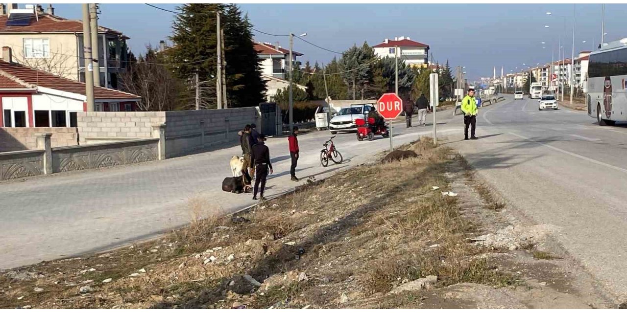 Yola çıkan başıboş eşeklere tır çarptı