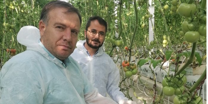 Klimalı tesislerde domates üretiliyor