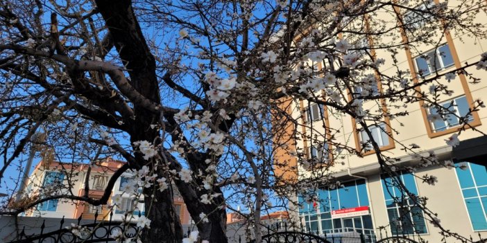 Konya'da kayısı ağaçları erken çiçek açtı