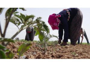 Savaştan Kaçan Suriyeliler Tarlada