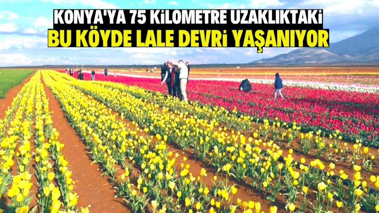Türkiye'nin en büyük lale bahçesine ziyaretçi akını