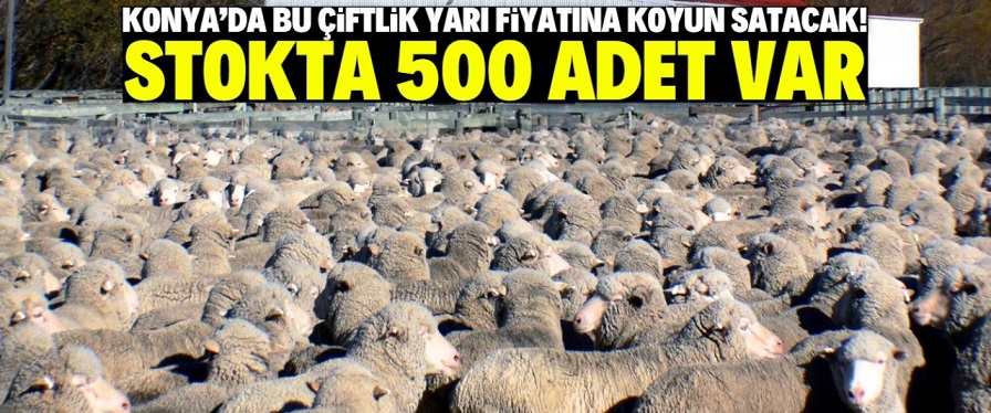 Konya'da bu çiftlik yarı fiyatına 500 koyun satacak!
