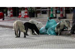 Kulu’da Sokak Köpekleri İçin “Yaşa-yaşat” Projesi