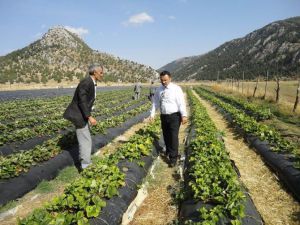 Derebucak’ta Çilek Ve Fasulye Üretimi Hız Kazandı