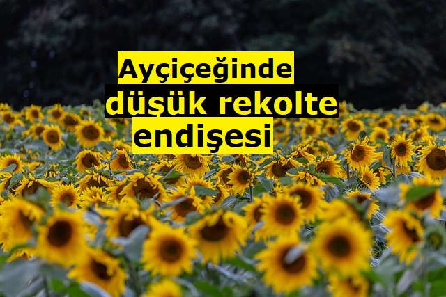 Çiftçide düşük rekolte endişesi