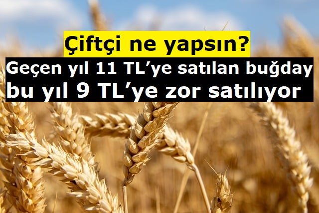 Çiftçi ne yapsın? Geçen yıl 11 TL’ye satılan buğday bu yıl 9 TL’ye zor satılıyor