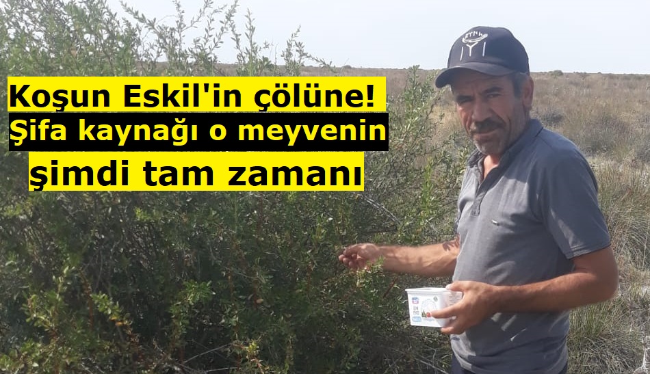 Koşun Eskil'in çölüne! Şifa kaynağı o meyvenin şimdi tam zamanı