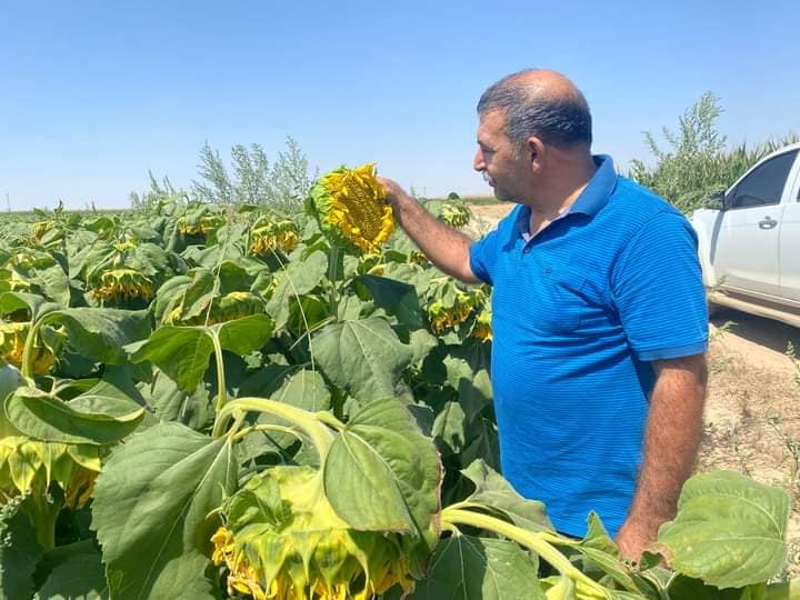 Ayçiçek ve dane mısır'da arazideki zararlı kontrolü yapılıyor