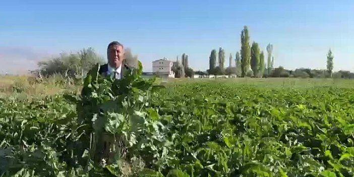 Şeker pancarı üreticisi mağdur edildi
