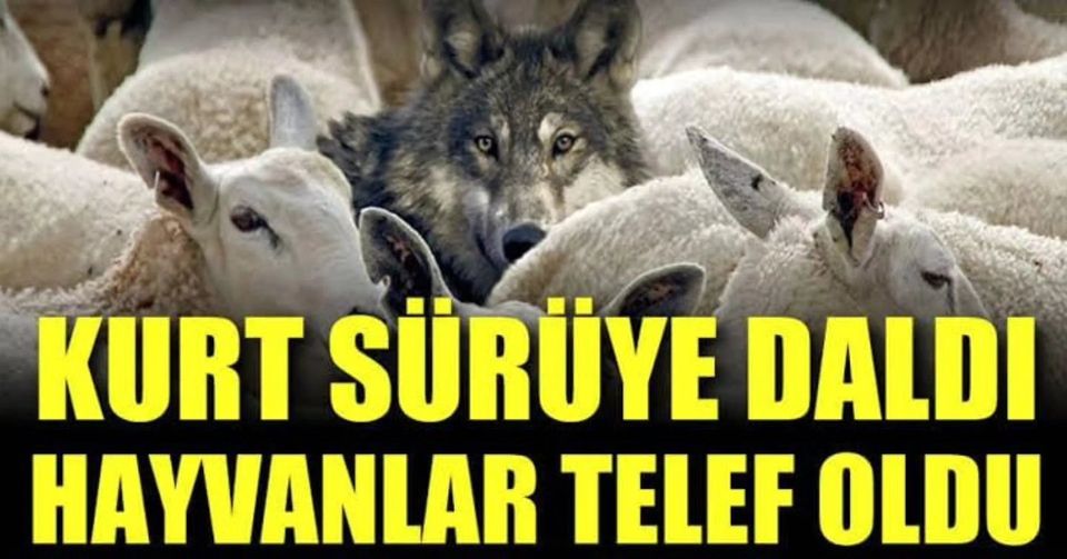 Aksaray'da kurtlar sürüye saldırdı, 100 koyun telef oldu