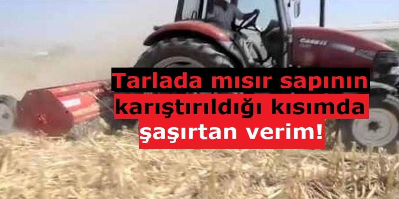 Yıllarca koşarak yaktık! Tarlada mısır sapının olduğu kısımda şaşırtan verim!