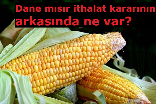 Dane mısır ithalat kararının arkasında ne var?