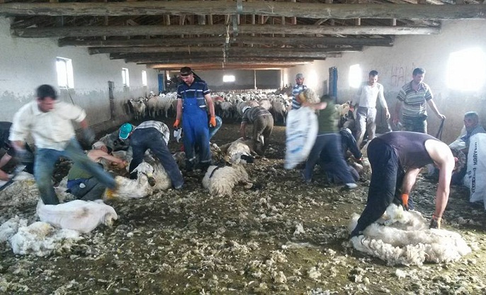 Yaşayan İmece örneği: Koyun Kırkımı