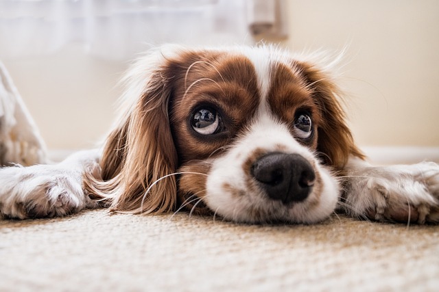 O İldeki Başıboş Köpek Çalışması Neden Eskil'de uygulanmasın!