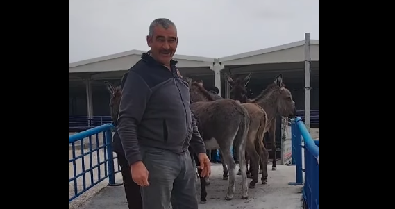 Eskil’de Başıboş Eşekler Toplanarak İlçeden Gönderildi!