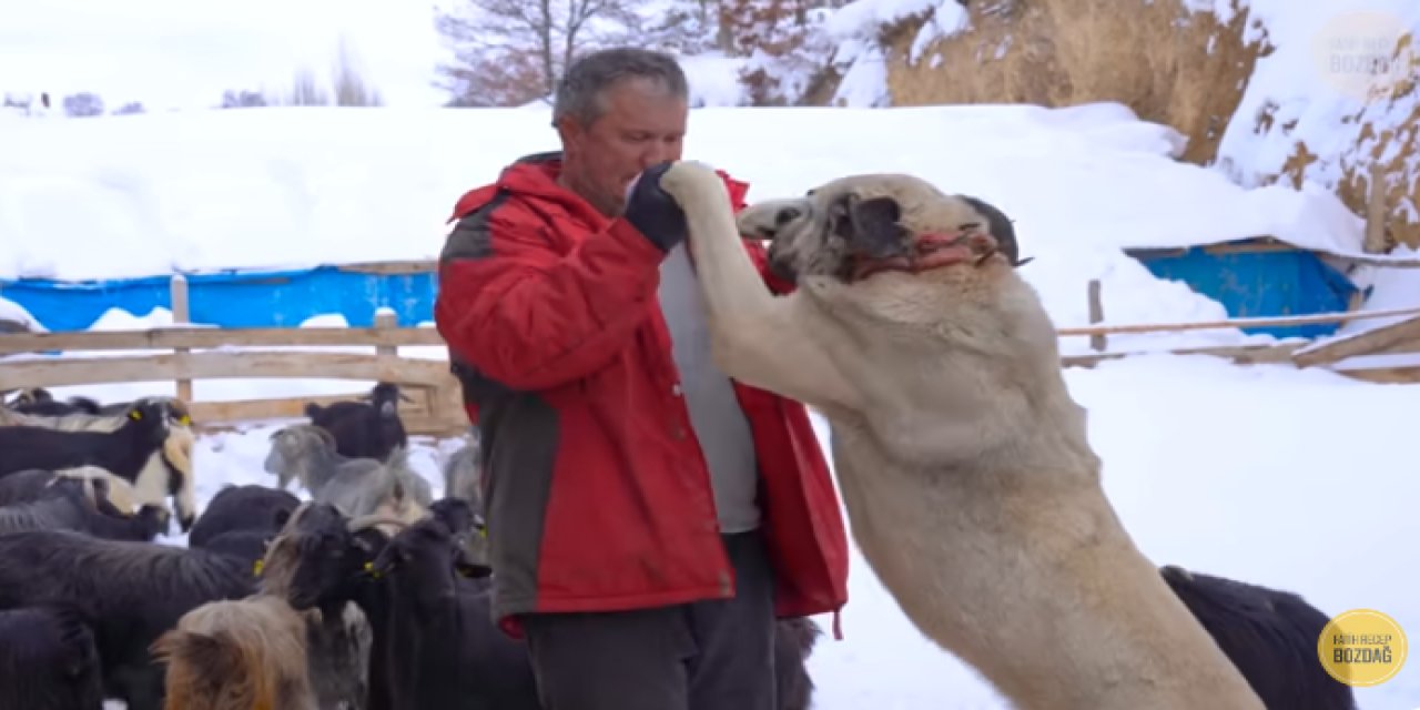 Eskilli isimden damaklarda tat bırakacak çalışma! Bir metre karda keçi çobanlığı