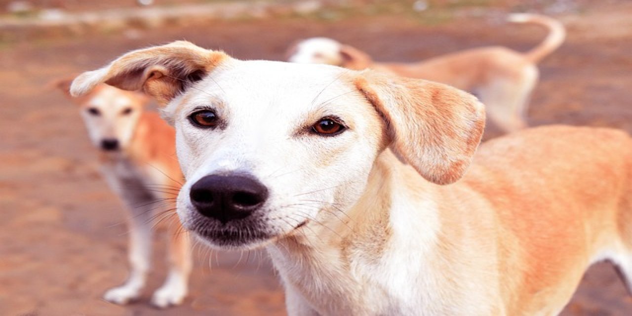 Eşmekaya'da Başıboş Köpekler Toplanacak