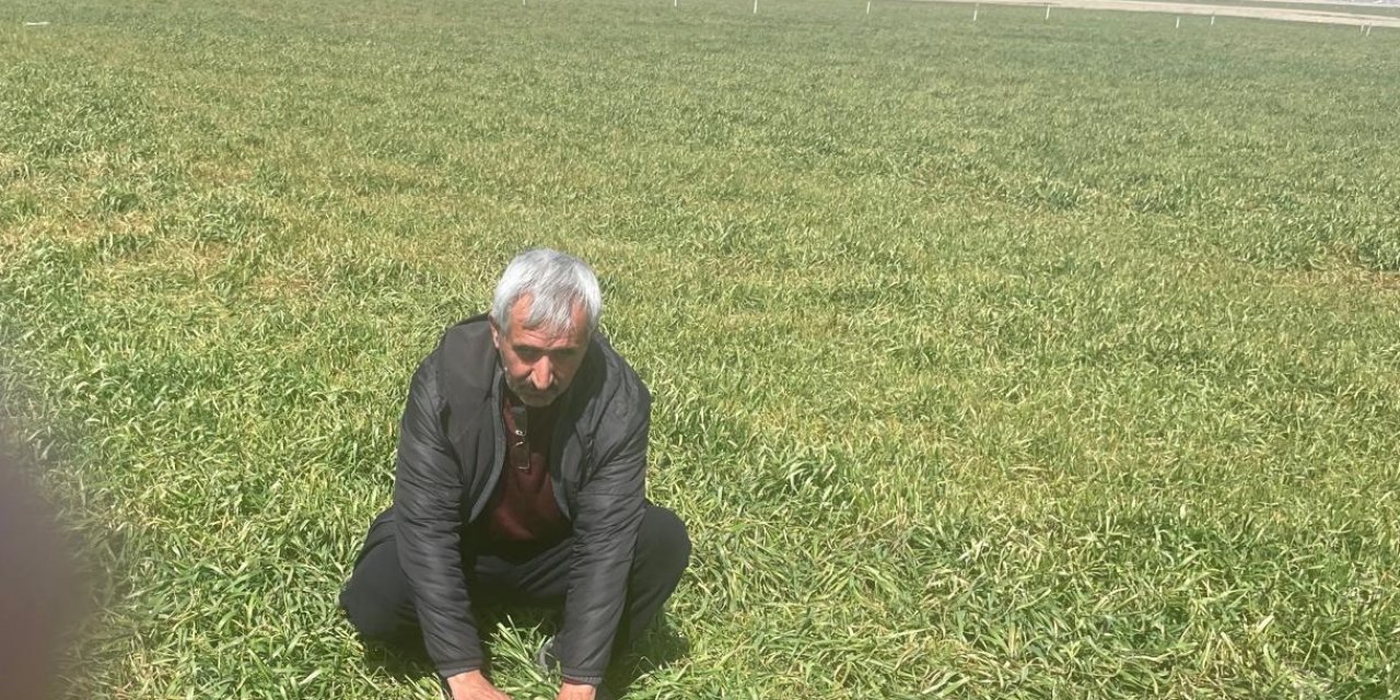 Belgemen'den, çiftçiye hayati uyarı! "Bir an önce tarlanızı kontrol edin!"