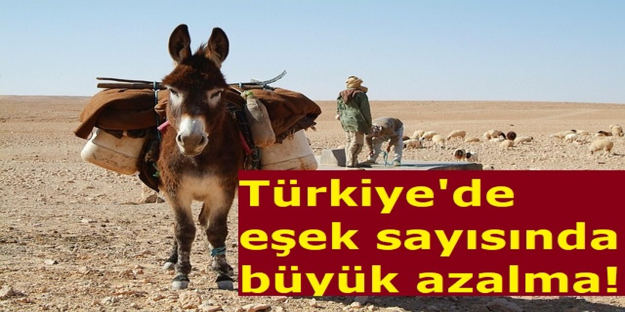 Türkiye’de Eşek Sayısı 18 Yılda 294 Bin Azaldı