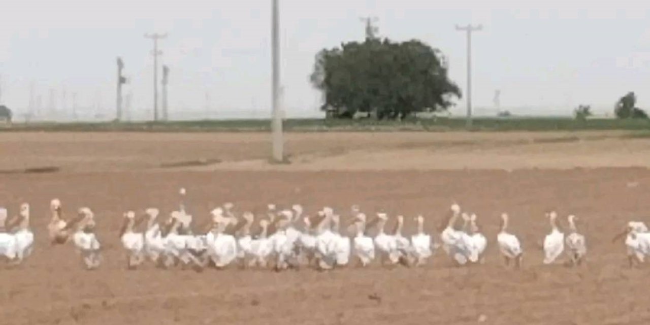 Bayramdüğün’de doğaseverler için nadir bir görüntü! En güzel davetsiz misafirler!