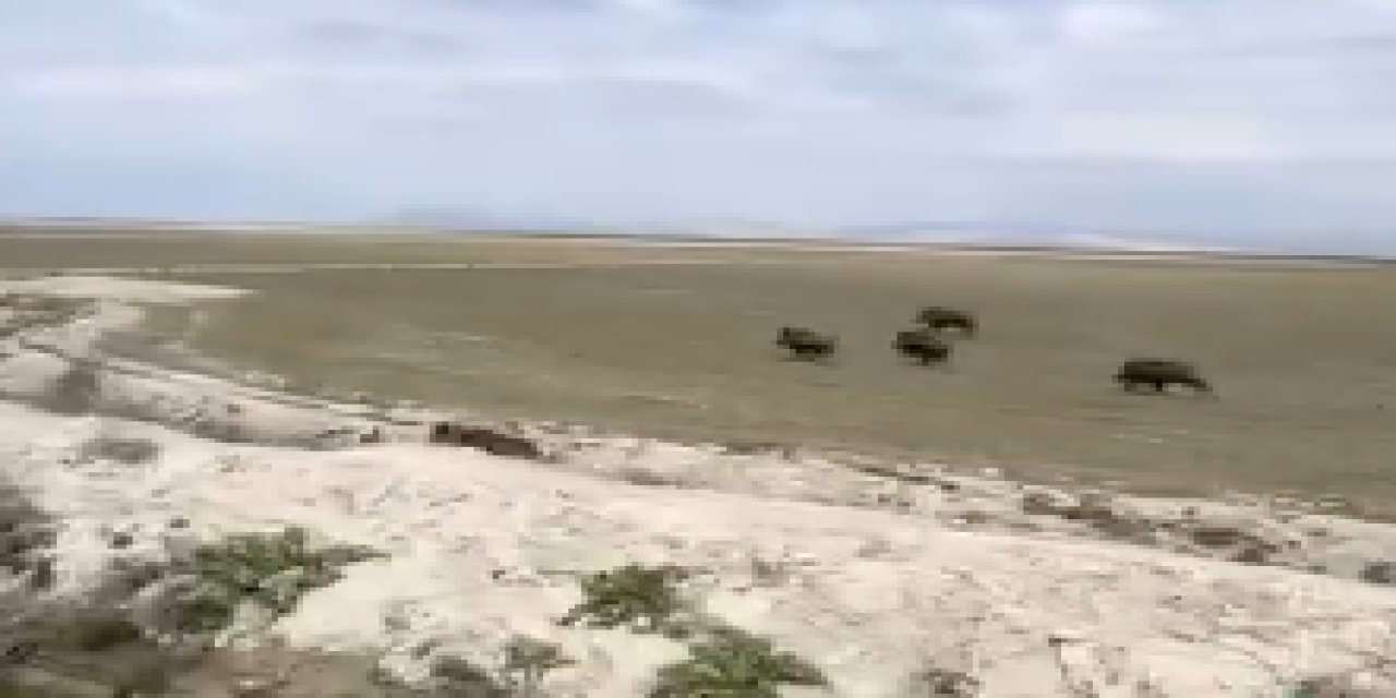 Konya'da domuzlar çiftçileri tedirgin ediyor