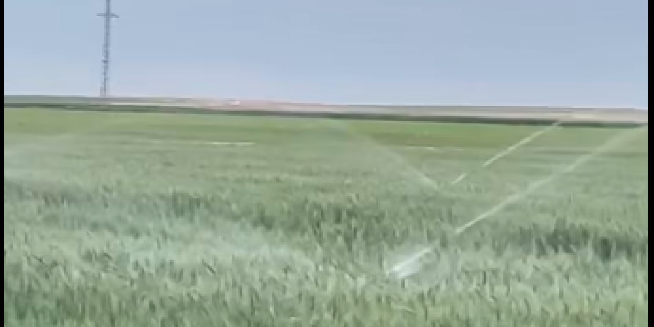 Eskil'de Tepki Çeken Görüntü: Yağmur Sonrası Ekin Sulandı!