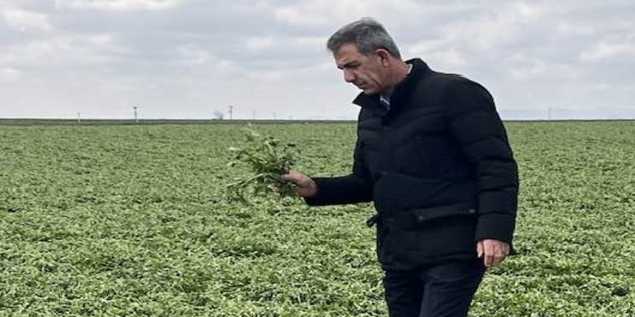 Mutlu'dan uyarı, "Dronla Ot İlacı Kullanımı Yasak: Çiftçilerin Ürünleri Zarar Görüyor!"