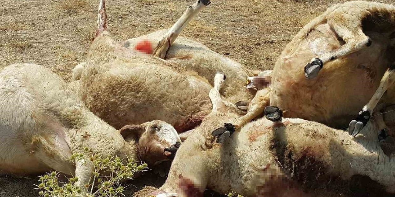 Aksaray’da Kurt Saldırısı: 25 Koyun Telef Oldu, 318 Koyun Jandarma Dronu ile Bulundu