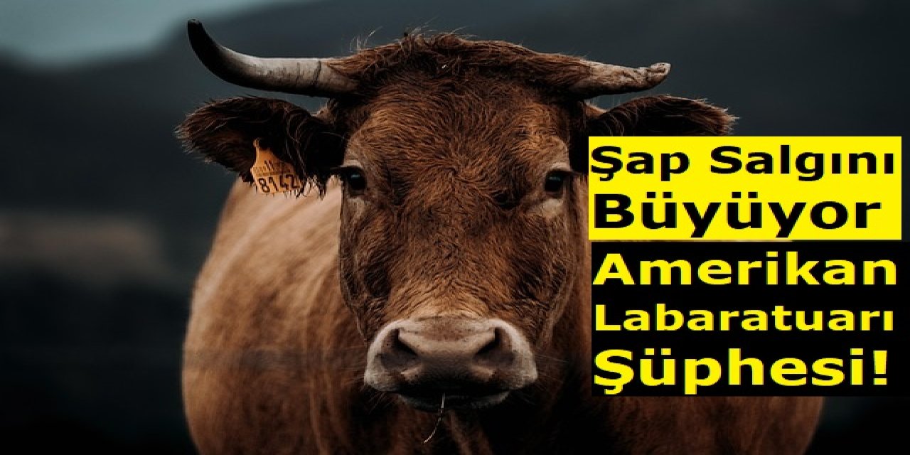 Şap Salgını Büyüyor: Türkiye Hayvancılığı Neden Krizde?