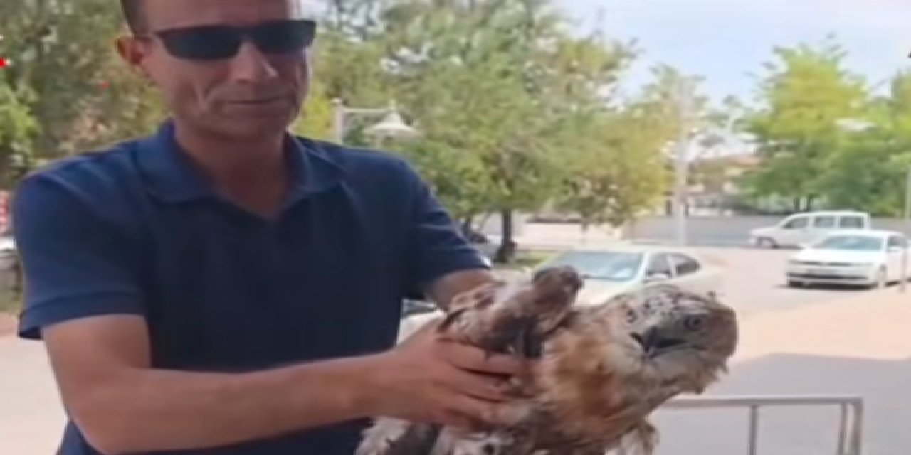 Eskil'de Yaralı Kızıl Şahin Tedavisinin Ardından Doğaya Salınacak