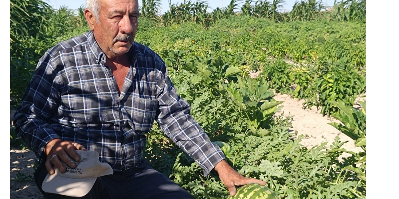 Ata Tohumlarının Önemi: Doğal ve Sağlıklı Ürünler İçin Geleceğe Miras