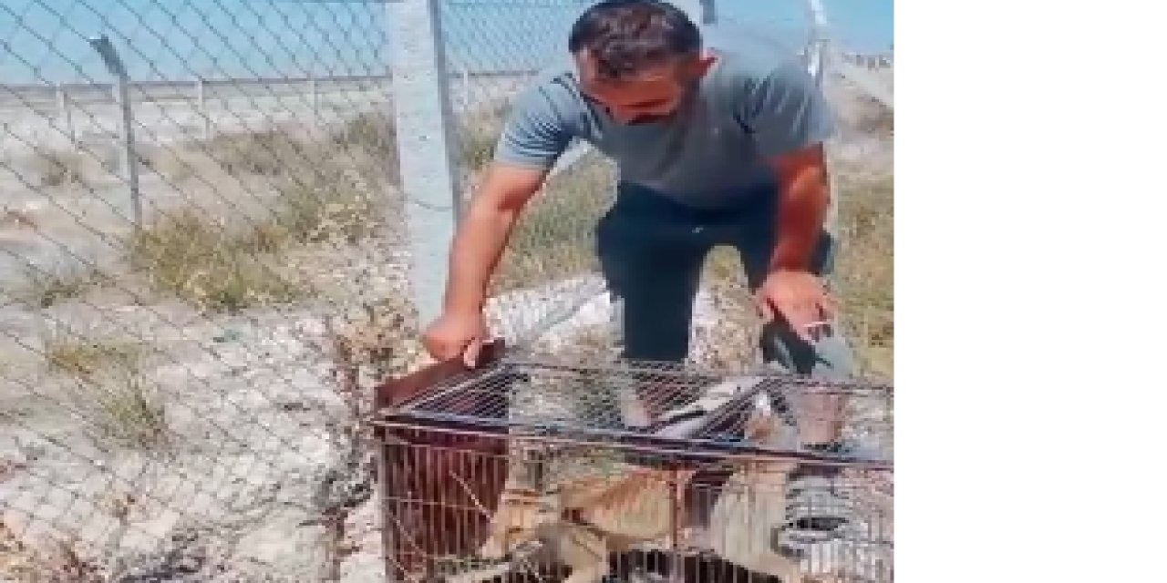 Eskil'de Tilki Tuzakla Yakalandı, Son Karar Herkesi Şaşırttı