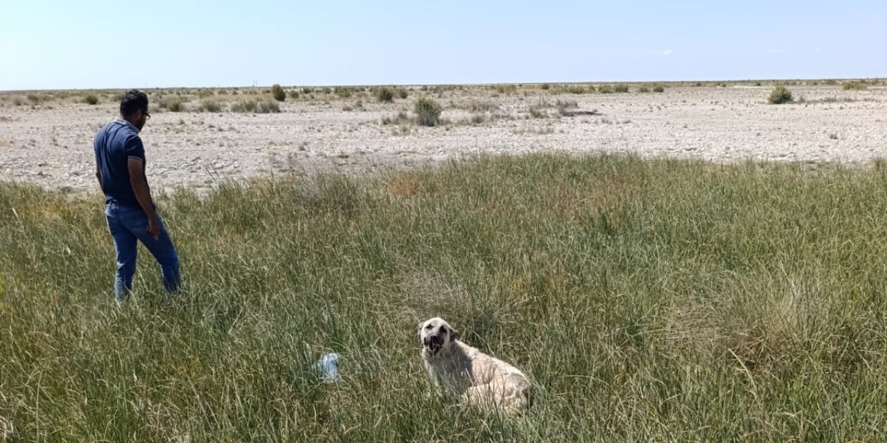 Tuz Gölü'nde Can Pazarı: Köpek Son Anda Kurtarıldı