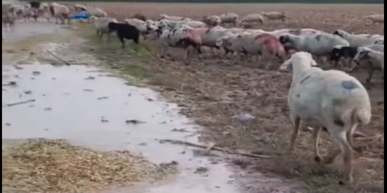 Eskil'de yıldırım sürüye isabet etti: bir koyun telef oldu
