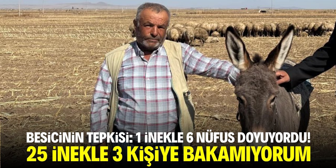 Üreticinin tepkisi: 1 inekle 6 nüfus doyuyordu! 25 inekle 3 kişiye bakamıyorum
