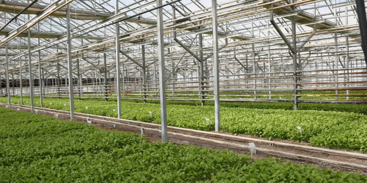 Konya Şeker, Pancar Testlerinde Dünya Liginde