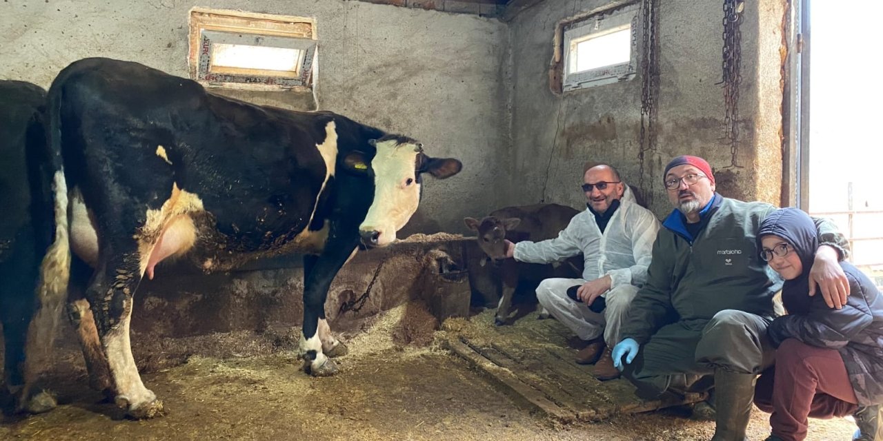 Aksaray'da Genetik Devrim: Alerjen İçermeyen Buzağılar Doğdu