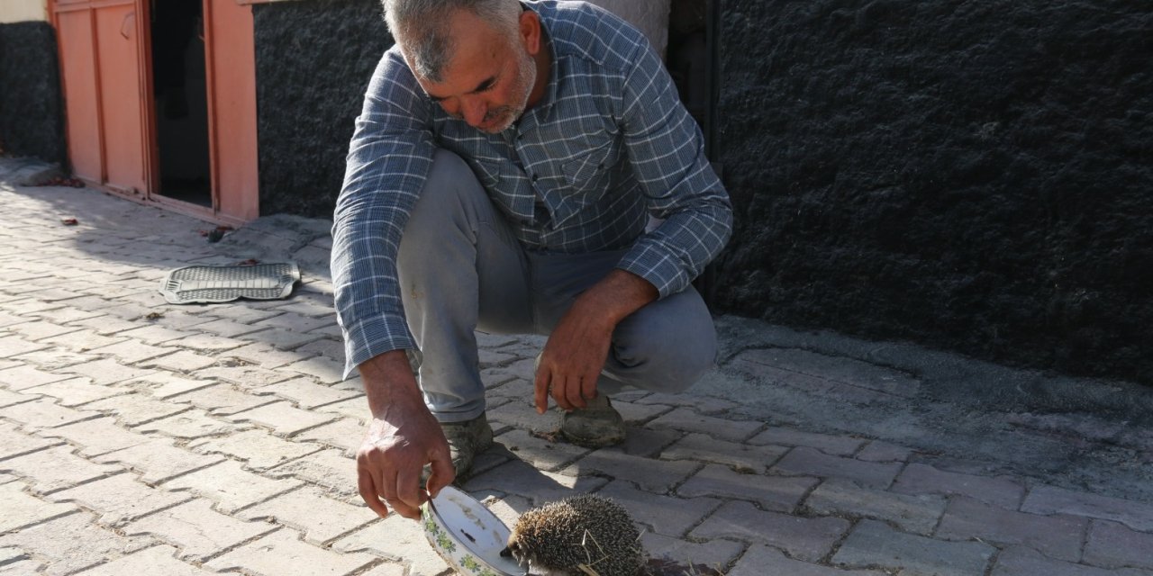 Eskil’de Her Gün Aynı Saatte Ahıra Gelen Sıradışı Misafir: Süt Peşindeki Kirpi!