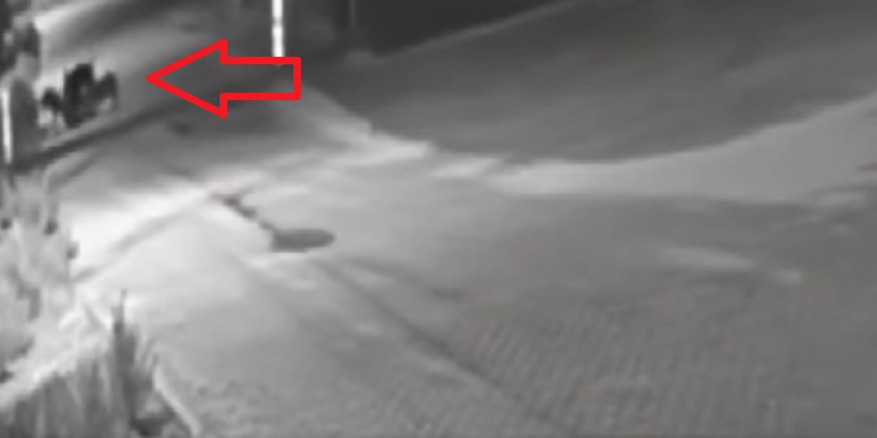 Aç Kalan 3 Kurt Yerleşim Yerine İnip Eşeğe Saldırdı: O Anlar Kamerada