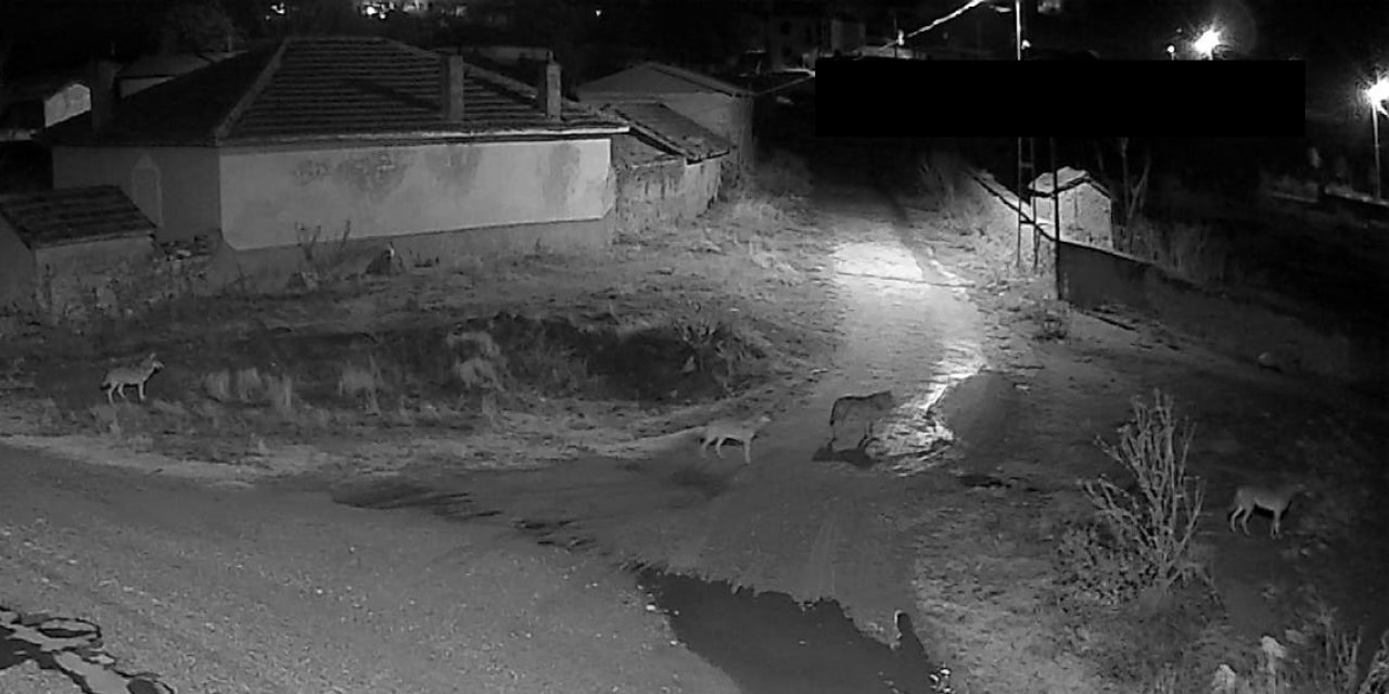 Yunak’ta Aç Kalan Kurt Sürüsü Mahalle Meydanına İndi