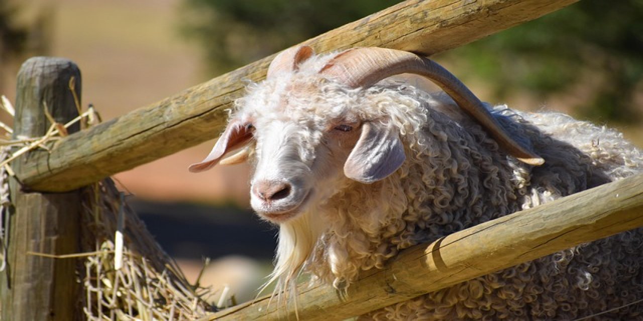 Tiftik, Sözleşmeli Üretim Kapsamına Alındı! Yeni Yönetmelik Resmi Gazete’de